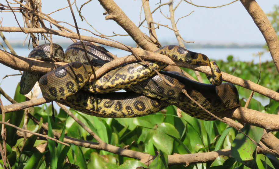 A Rota dos Pioneiros, a maior trilha aquática do Brasil e que deve ser tornar a maior do mundo, está retomando suas atividades. O grupo de voluntários responsável pela demarcação da rota ao longo do Rio Paraná e de seus afluentes voltou a fazer a sinalização do percurso, depois de uma interrupção de sete meses por causa da pandemia do novo coronavírus. Alguns passeios de caiaque pelo rio também voltaram a ser oferecidos por guias locais. Foto: Erick Caldas Xavier