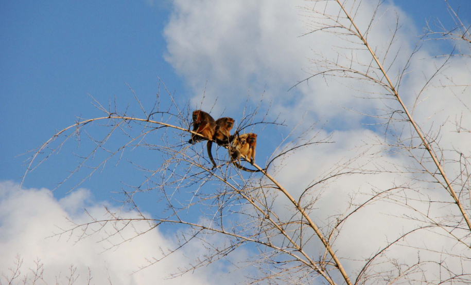 A Rota dos Pioneiros, a maior trilha aquática do Brasil e que deve ser tornar a maior do mundo, está retomando suas atividades. O grupo de voluntários responsável pela demarcação da rota ao longo do Rio Paraná e de seus afluentes voltou a fazer a sinalização do percurso, depois de uma interrupção de sete meses por causa da pandemia do novo coronavírus. Alguns passeios de caiaque pelo rio também voltaram a ser oferecidos por guias locais. Foto: Erick Caldas Xavier