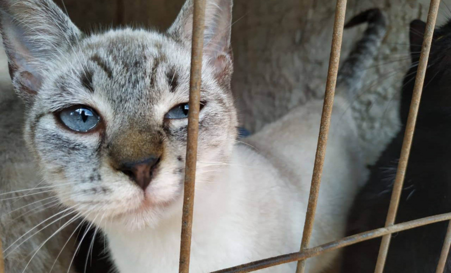 A Secretaria de Estado do Desenvolvimento Sustentável e do Turismo já realizou mais de 5.300 castrações de animais domésticos pelo Programa Permanente de Esterilização de Cães e Gatos.Foto: IAT