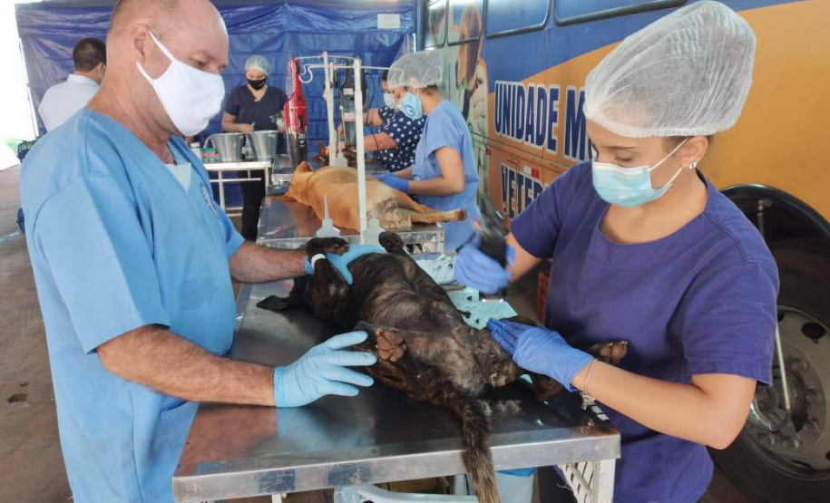 A Secretaria de Estado do Desenvolvimento Sustentável e do Turismo já realizou mais de 5.300 castrações de animais domésticos pelo Programa Permanente de Esterilização de Cães e Gatos.Foto: Prefeitura de Alto Paraná