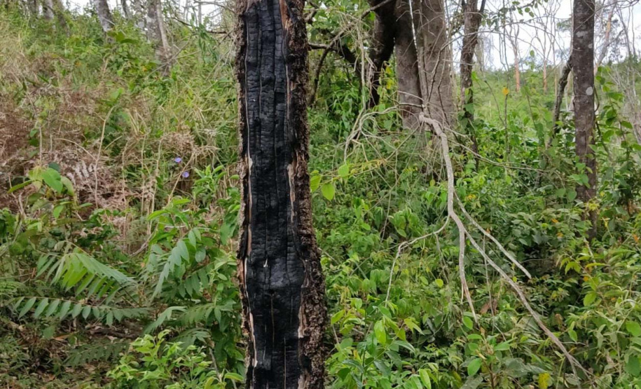 Em oito dias de ações, o Batalhão de Polícia Ambiental-Força Verde (BPAmb-FV) lavrou 26 autos de infração ambiental e aplicou mais de R$ 2,5 milhões em multas por desmatamento de florestas em todo o estado pela quarta edição da Operação Mata Atlântica em Pé. O trabalho é feito em conjunto com o Instituto Água e Terra (IAT), o Ibama e o Ministério Público do Paraná. Foto:SESP