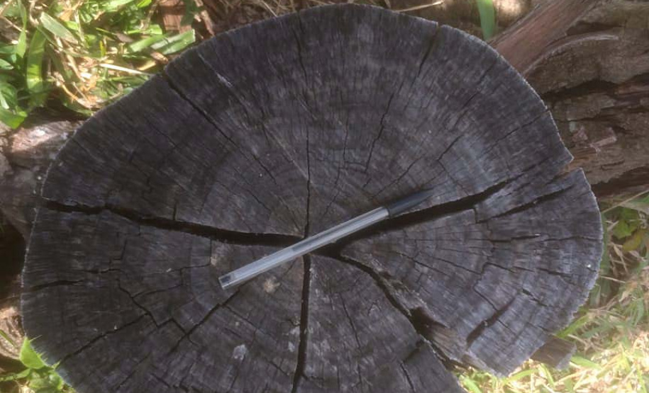 Em oito dias de ações, o Batalhão de Polícia Ambiental-Força Verde (BPAmb-FV) lavrou 26 autos de infração ambiental e aplicou mais de R$ 2,5 milhões em multas por desmatamento de florestas em todo o estado pela quarta edição da Operação Mata Atlântica em Pé. O trabalho é feito em conjunto com o Instituto Água e Terra (IAT), o Ibama e o Ministério Público do Paraná. Foto:SESP