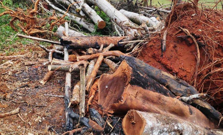Em oito dias de ações, o Batalhão de Polícia Ambiental-Força Verde (BPAmb-FV) lavrou 26 autos de infração ambiental e aplicou mais de R$ 2,5 milhões em multas por desmatamento de florestas em todo o estado pela quarta edição da Operação Mata Atlântica em Pé. O trabalho é feito em conjunto com o Instituto Água e Terra (IAT), o Ibama e o Ministério Público do Paraná. Foto:SESP