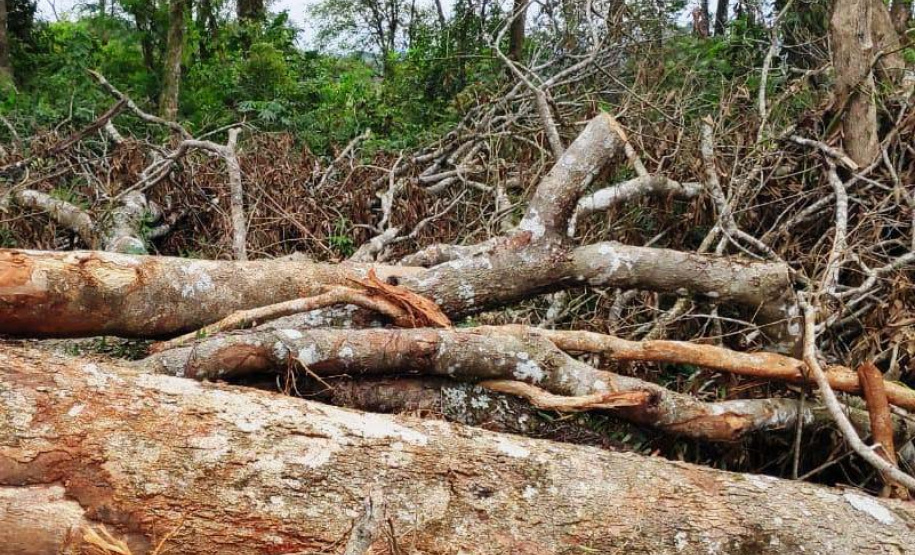 Em oito dias de ações, o Batalhão de Polícia Ambiental-Força Verde (BPAmb-FV) lavrou 26 autos de infração ambiental e aplicou mais de R$ 2,5 milhões em multas por desmatamento de florestas em todo o estado pela quarta edição da Operação Mata Atlântica em Pé. O trabalho é feito em conjunto com o Instituto Água e Terra (IAT), o Ibama e o Ministério Público do Paraná. Foto:SESP