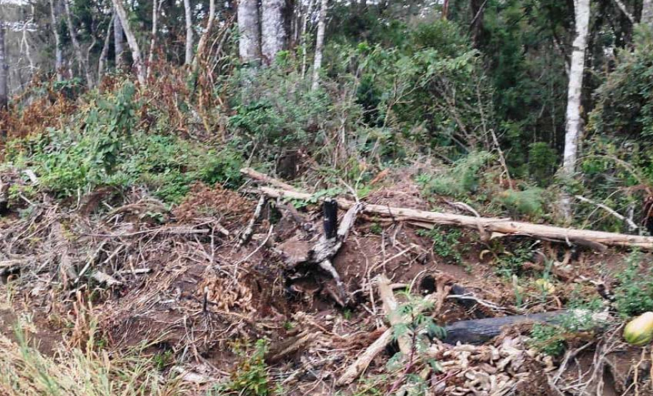Em oito dias de ações, o Batalhão de Polícia Ambiental-Força Verde (BPAmb-FV) lavrou 26 autos de infração ambiental e aplicou mais de R$ 2,5 milhões em multas por desmatamento de florestas em todo o estado pela quarta edição da Operação Mata Atlântica em Pé. O trabalho é feito em conjunto com o Instituto Água e Terra (IAT), o Ibama e o Ministério Público do Paraná. Foto:SESP