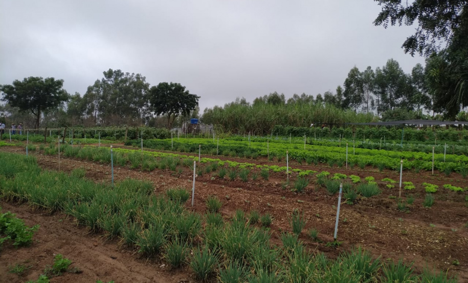 Colégios agrícolas superam desafios ainda maiores com ensino remoto. Foto:SEED