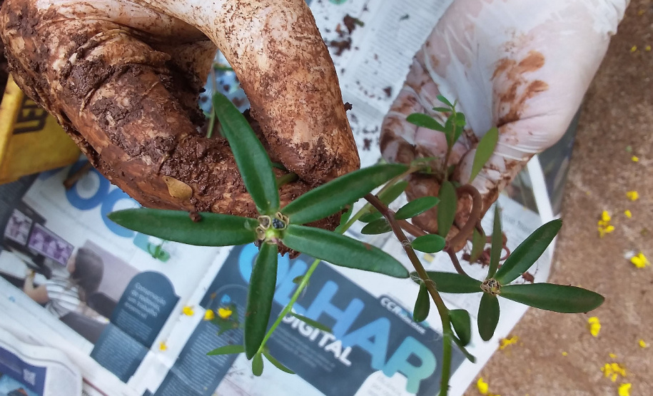 Adapar monitora caso
das sementes importadas. Foto:Adapar