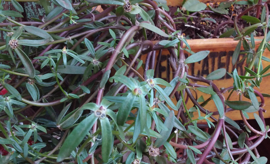 Adapar monitora caso
das sementes importadas. Foto:Adapar