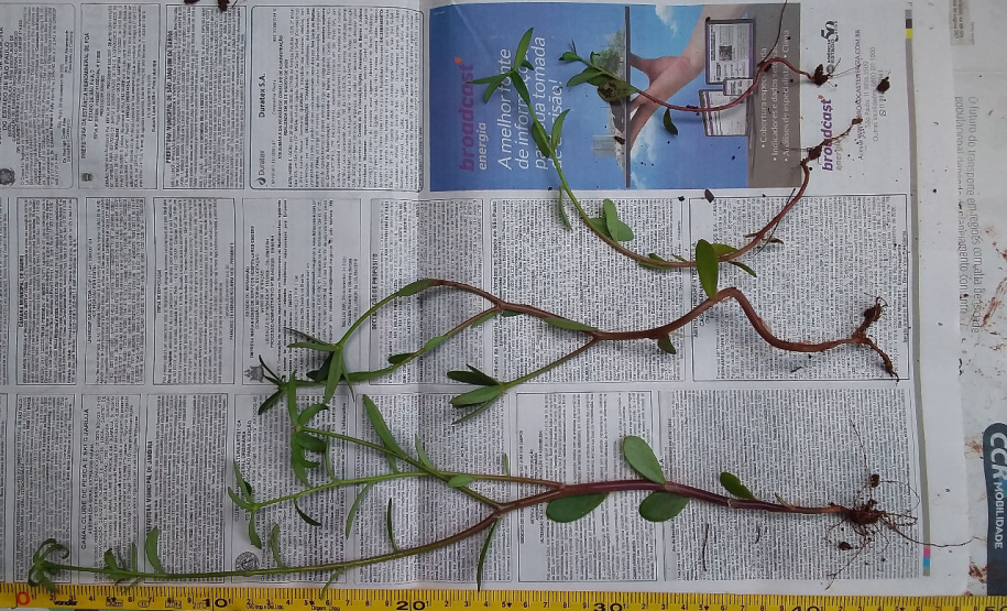 Adapar monitora caso
das sementes importadas. Foto:Adapar