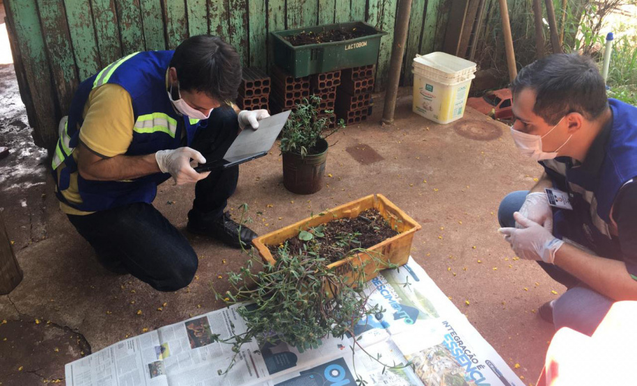 Adapar monitora caso
das sementes importadas. Foto:Adapar