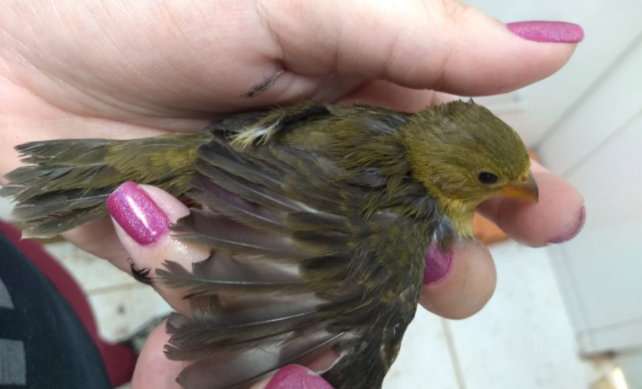 Paraná aumenta apoio na preservação da fauna silvestre. Foto:SEDEST/IAT