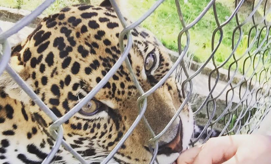 Paraná aumenta apoio na preservação da fauna silvestre. Foto:SEDEST/IAT