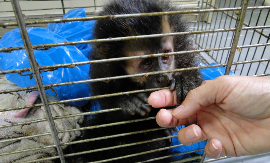 Paraná aumenta apoio na preservação da fauna silvestre. Foto:SEDEST/IAT