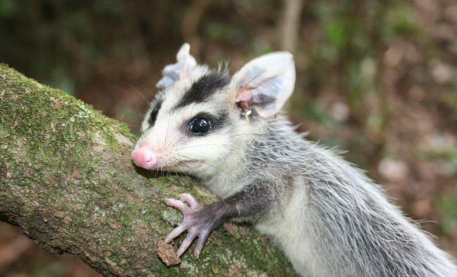 Paraná aumenta apoio na preservação da fauna silvestre. Foto:SEDEST/IAT