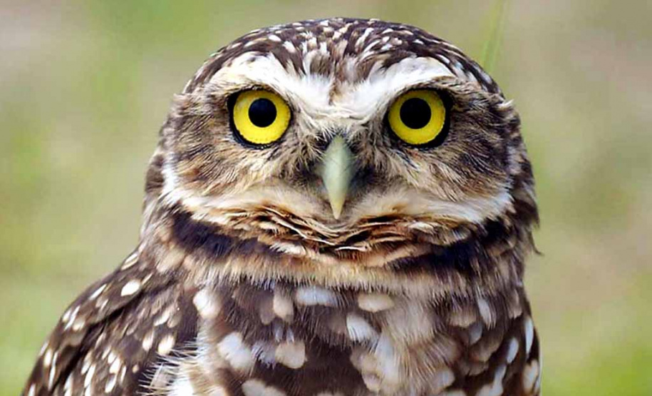 Paraná aumenta apoio na preservação da fauna silvestre. Foto: Dnis Ferreira Netto/SEDEST