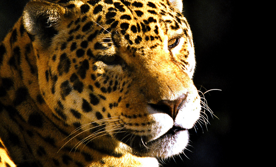 Paraná aumenta apoio na preservação da fauna silvestre. Foto: Denis Ferreira Netto/SEDEST