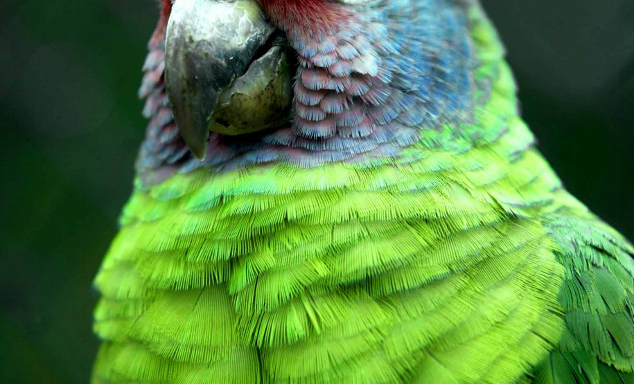 Paraná aumenta apoio na preservação da fauna silvestre. Foto: Denis Ferreira Netto/SEDEST