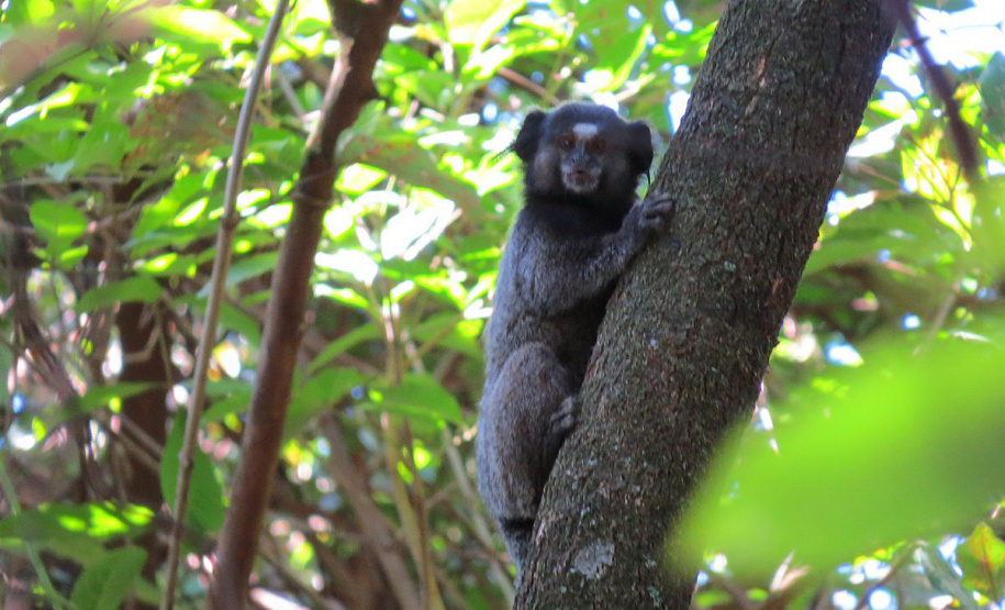 Paraná aumenta apoio na preservação da fauna silvestre. Foto: SEDEST/IAT