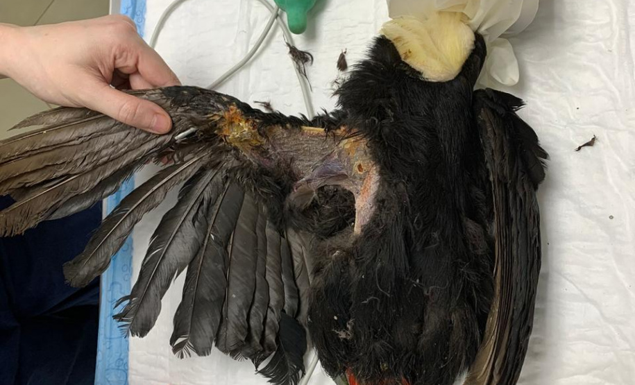 Paraná aumenta apoio na preservação da fauna silvestre. Foto: UniFil