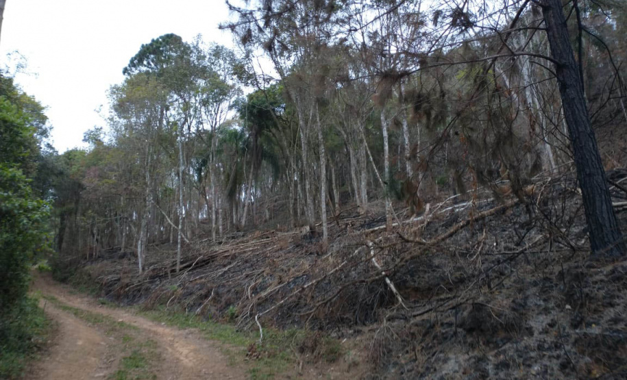 A quarta edição da Operação Mata Atlântica em Pé, organizada pelo Ministério Público, com apoio do Batalhão de Polícia Ambiental Força-Verde (BPAmb-FV), do Instituto Água e Terra (IAT) e do Ibama, foi encerrada após 14 dias de ações em todo o Paraná. Foto:SESP