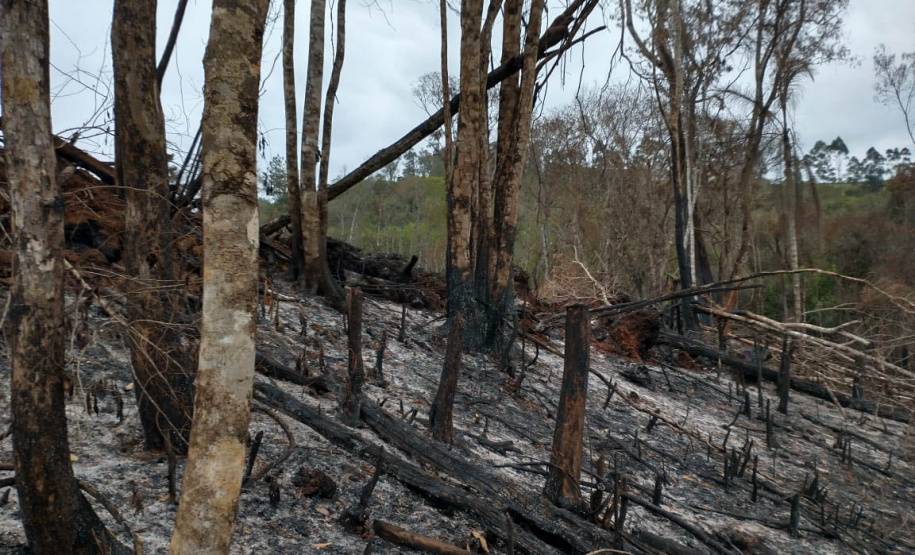A quarta edição da Operação Mata Atlântica em Pé, organizada pelo Ministério Público, com apoio do Batalhão de Polícia Ambiental Força-Verde (BPAmb-FV), do Instituto Água e Terra (IAT) e do Ibama, foi encerrada após 14 dias de ações em todo o Paraná. Foto:SESP