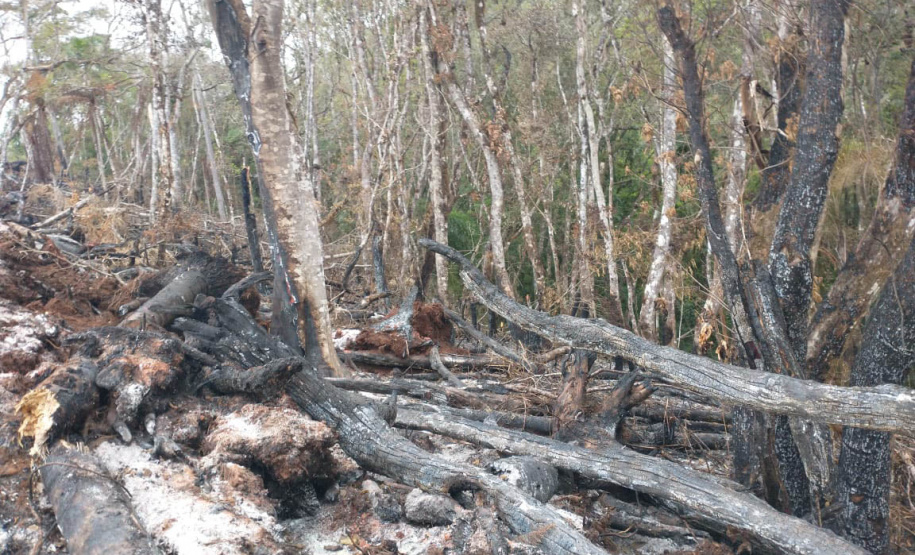 A quarta edição da Operação Mata Atlântica em Pé, organizada pelo Ministério Público, com apoio do Batalhão de Polícia Ambiental Força-Verde (BPAmb-FV), do Instituto Água e Terra (IAT) e do Ibama, foi encerrada após 14 dias de ações em todo o Paraná. Foto:SESP