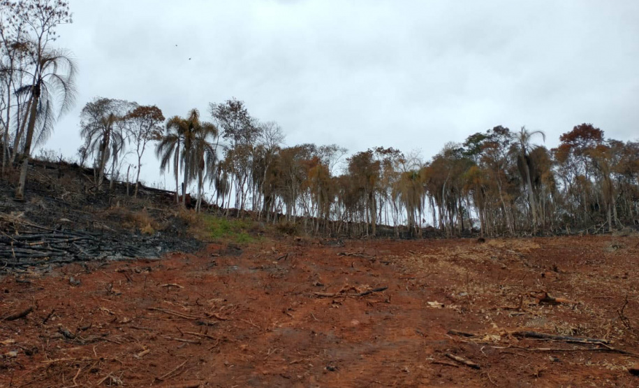 A quarta edição da Operação Mata Atlântica em Pé, organizada pelo Ministério Público, com apoio do Batalhão de Polícia Ambiental Força-Verde (BPAmb-FV), do Instituto Água e Terra (IAT) e do Ibama, foi encerrada após 14 dias de ações em todo o Paraná. Foto:SESP