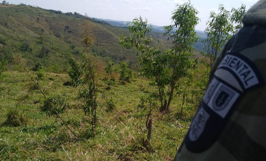 A quarta edição da Operação Mata Atlântica em Pé, organizada pelo Ministério Público, com apoio do Batalhão de Polícia Ambiental Força-Verde (BPAmb-FV), do Instituto Água e Terra (IAT) e do Ibama, foi encerrada após 14 dias de ações em todo o Paraná. Foto:SESP