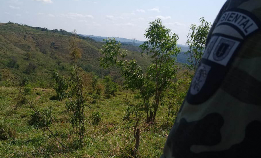 A quarta edição da Operação Mata Atlântica em Pé, organizada pelo Ministério Público, com apoio do Batalhão de Polícia Ambiental Força-Verde (BPAmb-FV), do Instituto Água e Terra (IAT) e do Ibama, foi encerrada após 14 dias de ações em todo o Paraná. Foto:SESP
