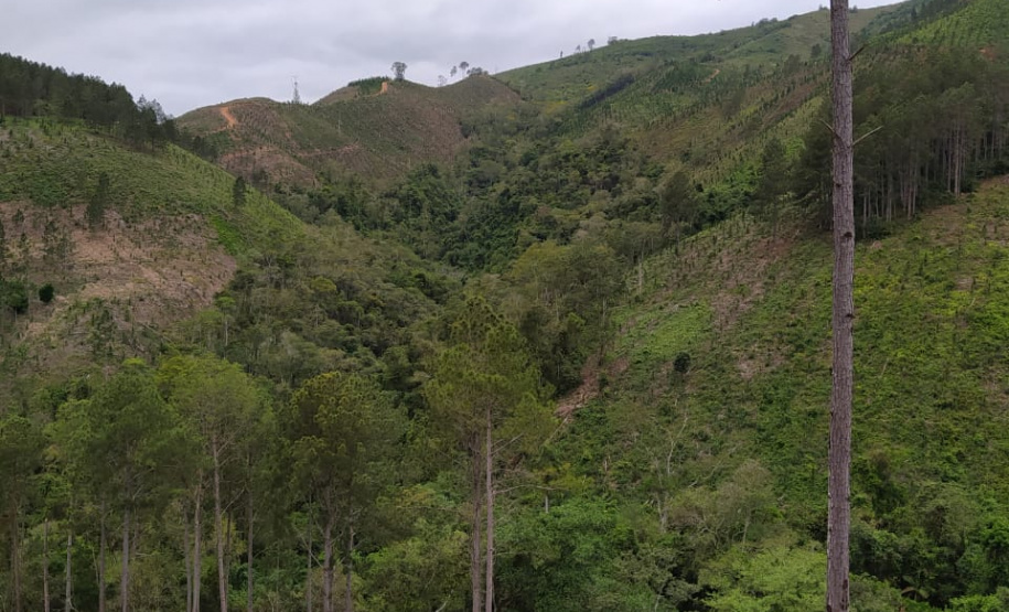 A quarta edição da Operação Mata Atlântica em Pé, organizada pelo Ministério Público, com apoio do Batalhão de Polícia Ambiental Força-Verde (BPAmb-FV), do Instituto Água e Terra (IAT) e do Ibama, foi encerrada após 14 dias de ações em todo o Paraná. Foto:SESP
