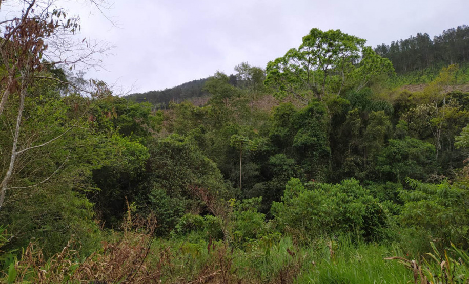 A quarta edição da Operação Mata Atlântica em Pé, organizada pelo Ministério Público, com apoio do Batalhão de Polícia Ambiental Força-Verde (BPAmb-FV), do Instituto Água e Terra (IAT) e do Ibama, foi encerrada após 14 dias de ações em todo o Paraná. Foto:SESP