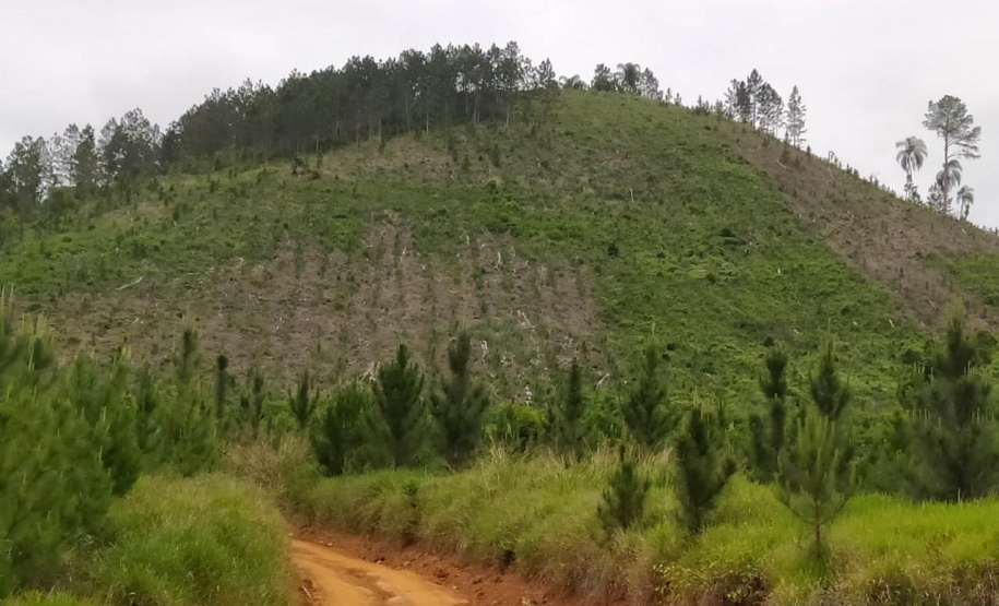 A quarta edição da Operação Mata Atlântica em Pé, organizada pelo Ministério Público, com apoio do Batalhão de Polícia Ambiental Força-Verde (BPAmb-FV), do Instituto Água e Terra (IAT) e do Ibama, foi encerrada após 14 dias de ações em todo o Paraná. Foto:SESP