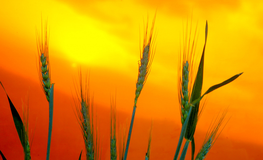 Relatório mostra que chuvas ainda são insuficientes para a agricultura. Foto: Jaelson Lucas/AEN