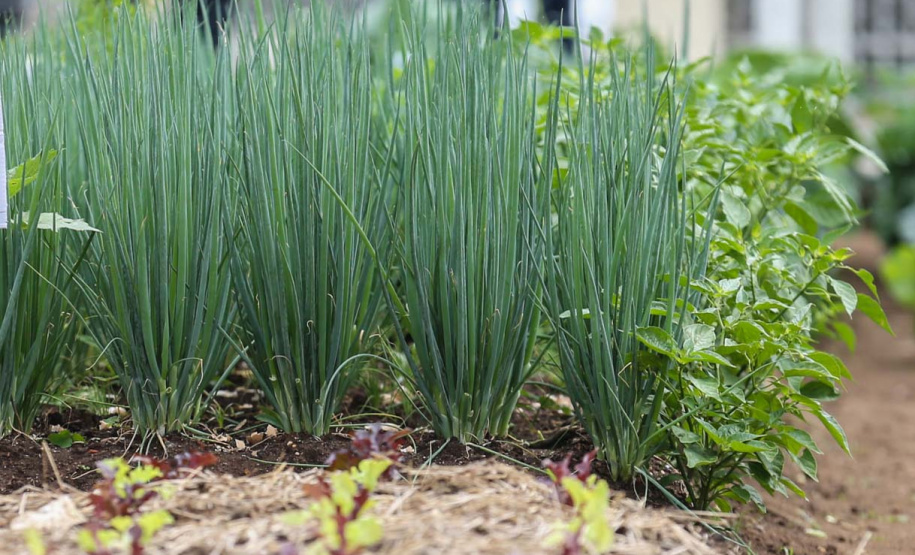 Inauguração da Horta Comunitária Moradias Marumbi Agricultura lança cartilha com dicas para horta em pequenos espaços