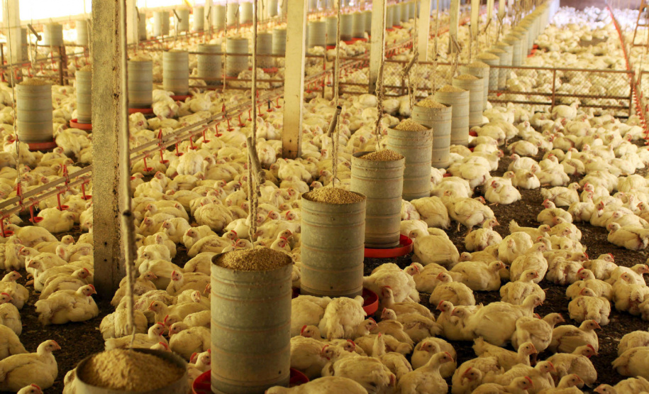 Foto: Jonas Oliveira/Arquivo AEN