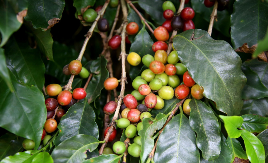 Governo apoia produção de cafés especiais no Norte Pioneiro. Foto: Jaelson Lucas/Arquivo AEN