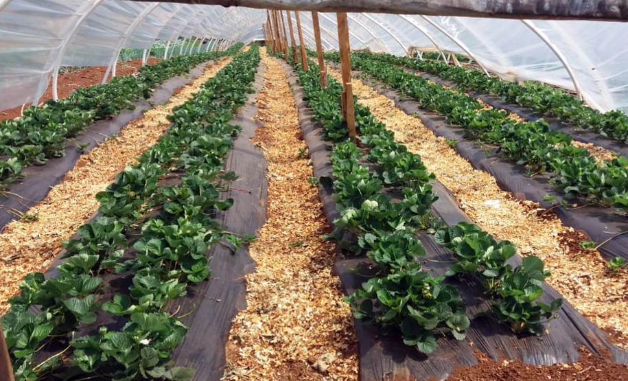 A produtora rural Juliana Mikolaiewski Dziurza, de 30 anos, decide junto com o marido o futuro da propriedade que sustenta a família, em Cruz Machado, no Sul do Paraná. Ela recebe assistência técnica do Instituto de Desenvolvimento Rural do Paraná – Iapar-Emater (IDR-Paraná) há pelo menos cinco anos. Os profissionais a ajudaram a investir na infraestrutura da propriedade e na diversificação da produção.Foto: SEAB