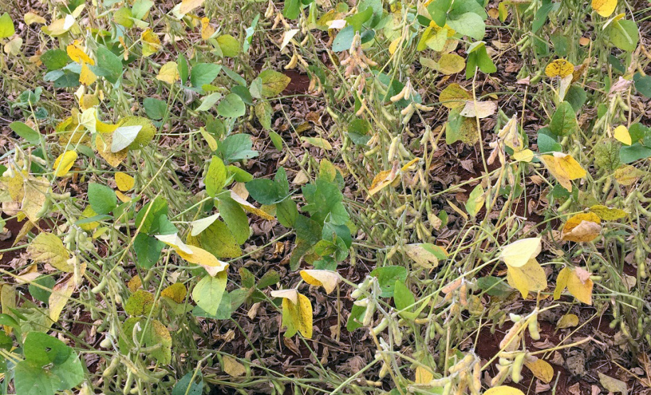 Um dos projetos pesquisa a gravidade da doença observando a coloração das folhas, mas com base em pixels de uma imagem digital. O outro estuda a utilização de imagens obtidas por smartphones para observar a saúde da planta de soja, com base na reflexão de luz.

Foto UEL