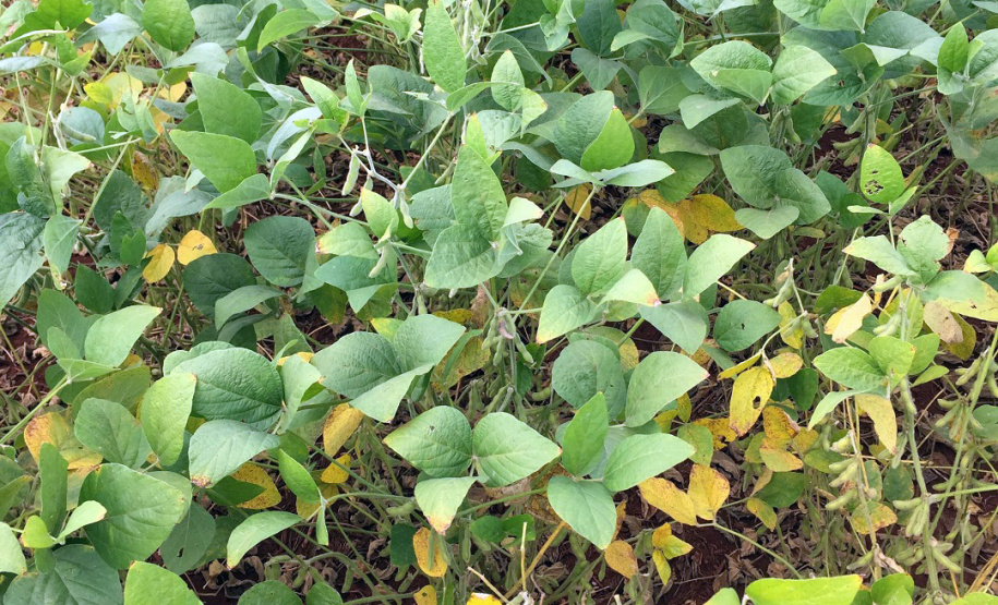 Um dos projetos pesquisa a gravidade da doença observando a coloração das folhas, mas com base em pixels de uma imagem digital. O outro estuda a utilização de imagens obtidas por smartphones para observar a saúde da planta de soja, com base na reflexão de luz.

Foto UEL