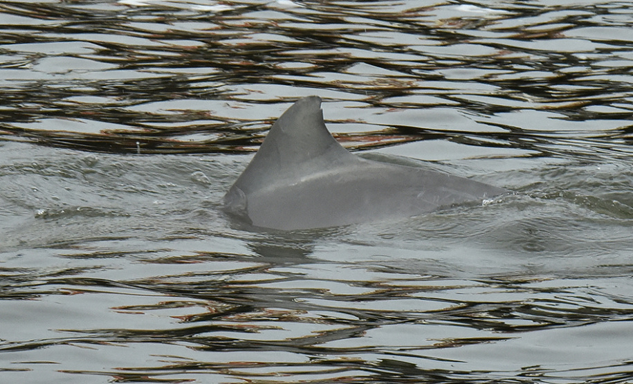 O cuidado com animais marinhos que vivem na área dos portos de Paranaguá e Antonina é o tema de uma nova campanha da Portos do Paraná. A empresa pública, em conjunto com a Cia Ambiental, desenvolveu uma cartilha para orientar embarcações sobre como agir ao encontrar grupos de botos-cinza durante a navegação.