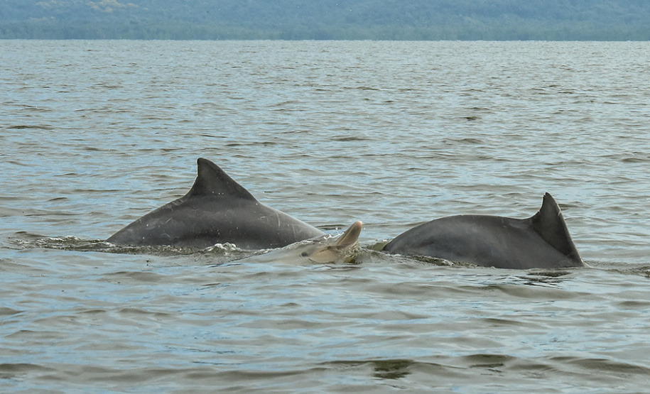 O cuidado com animais marinhos que vivem na área dos portos de Paranaguá e Antonina é o tema de uma nova campanha da Portos do Paraná