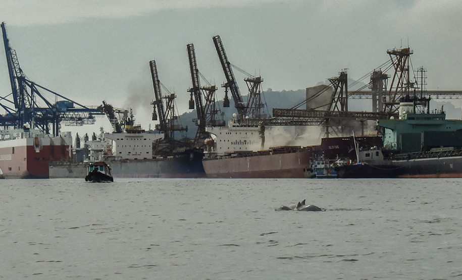 O cuidado com animais marinhos que vivem na área dos portos de Paranaguá e Antonina é o tema de uma nova campanha da Portos do Paraná. A empresa pública, em conjunto com a Cia Ambiental, desenvolveu uma cartilha para orientar embarcações sobre como agir ao encontrar grupos de botos-cinza durante a navegação.