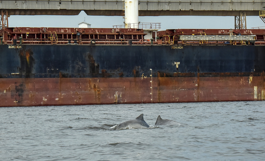O cuidado com animais marinhos que vivem na área dos portos de Paranaguá e Antonina é o tema de uma nova campanha da Portos do Paraná. A empresa pública, em conjunto com a Cia Ambiental, desenvolveu uma cartilha para orientar embarcações sobre como agir ao encontrar grupos de botos-cinza durante a navegação.