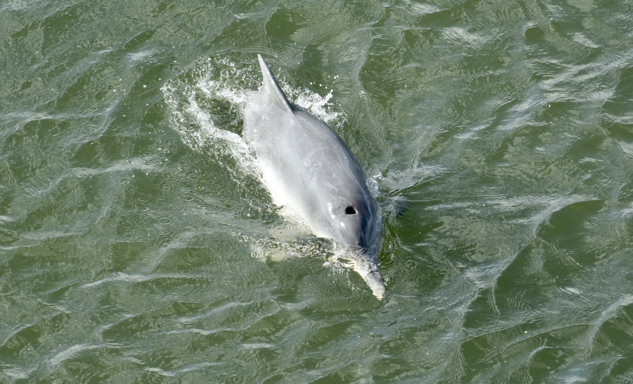O cuidado com animais marinhos que vivem na área dos portos de Paranaguá e Antonina é o tema de uma nova campanha da Portos do Paraná. A empresa pública, em conjunto com a Cia Ambiental, desenvolveu uma cartilha para orientar embarcações sobre como agir ao encontrar grupos de botos-cinza durante a navegação.