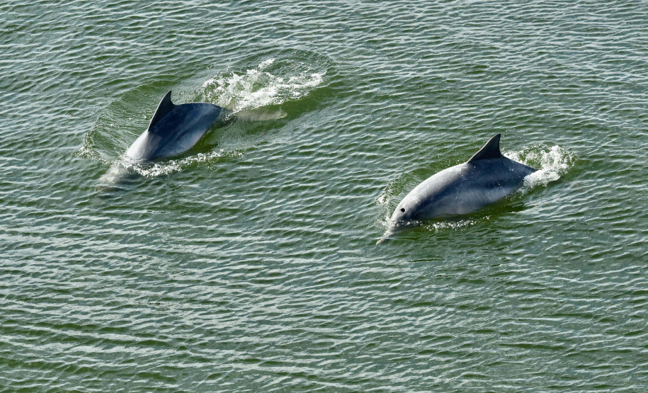 O cuidado com animais marinhos que vivem na área dos portos de Paranaguá e Antonina é o tema de uma nova campanha da Portos do Paraná. A empresa pública, em conjunto com a Cia Ambiental, desenvolveu uma cartilha para orientar embarcações sobre como agir ao encontrar grupos de botos-cinza durante a navegação.