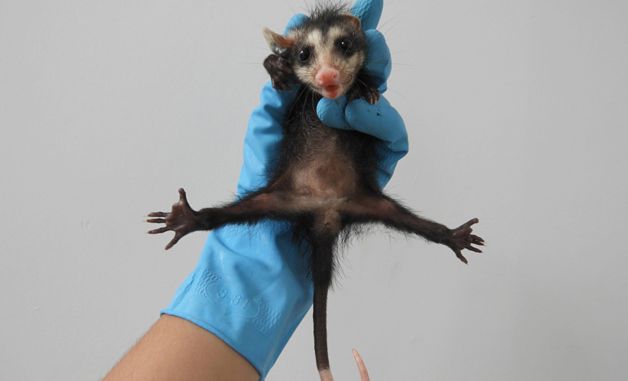Três filhotes da espécie Didelphis albiventris, conhecido popularmente como gambá-de-orelha-branca, foram recebidos no mês passado pelo Escritório Regional do Instituto Água e Terra (IAT) no Litoral. Foto: Fernanda Felisbino/Bióloga IAT