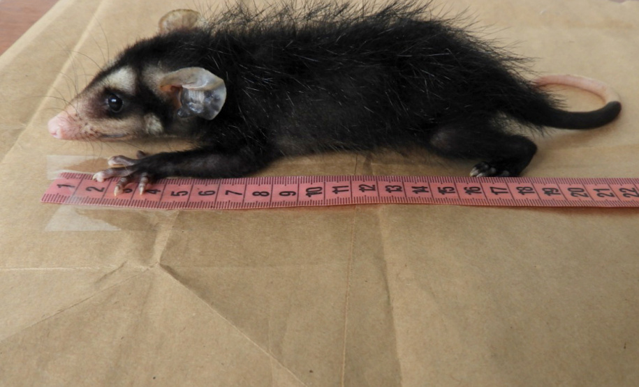 Três filhotes da espécie Didelphis albiventris, conhecido popularmente como gambá-de-orelha-branca, foram recebidos no mês passado pelo Escritório Regional do Instituto Água e Terra (IAT) no Litoral. Foto: Fernanda Felisbino/Bióloga IAT