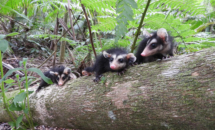 Três filhotes da espécie Didelphis albiventris, conhecido popularmente como gambá-de-orelha-branca, foram recebidos no mês passado pelo Escritório Regional do Instituto Água e Terra (IAT) no Litoral. Foto: Fernanda Felisbino/Bióloga IAT