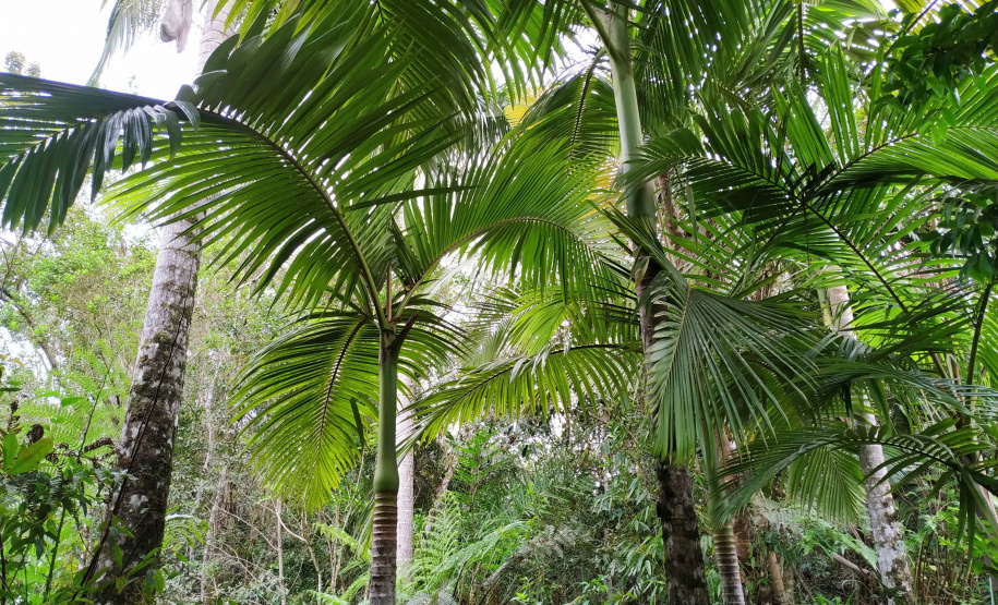 O Projeto Rio Vivo da Secretaria de Desenvolvimento Sustentável e do Turismo (Sedest) foi retomado no sábado (24), em Guaratuba, com o Festival Sul Brasileiro de Pesca. A iniciativa busca a preservação das bacias hidrográficas do Estado com o repovoamento de espécies de peixes nativos e o estímulo do turismo de atividades aquáticas.
Foto; Daniele Iachecen