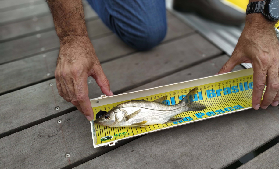 O Projeto Rio Vivo da Secretaria de Desenvolvimento Sustentável e do Turismo (Sedest) foi retomado no sábado (24), em Guaratuba, com o Festival Sul Brasileiro de Pesca. A iniciativa busca a preservação das bacias hidrográficas do Estado com o repovoamento de espécies de peixes nativos e o estímulo do turismo de atividades aquáticas.
Foto; Daniele Iachecen